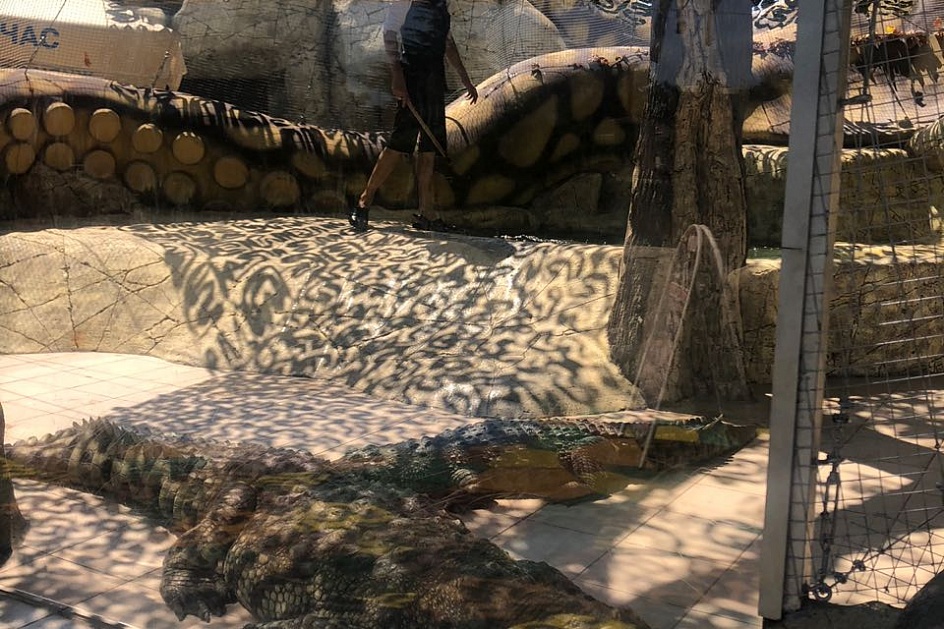 Шоу крокодилов в парке «Ривьера»