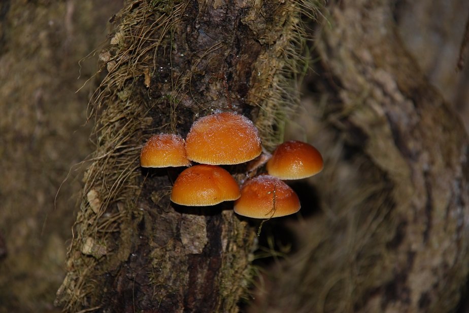 Зимние грибы в Сочи: красивые и очень полезные