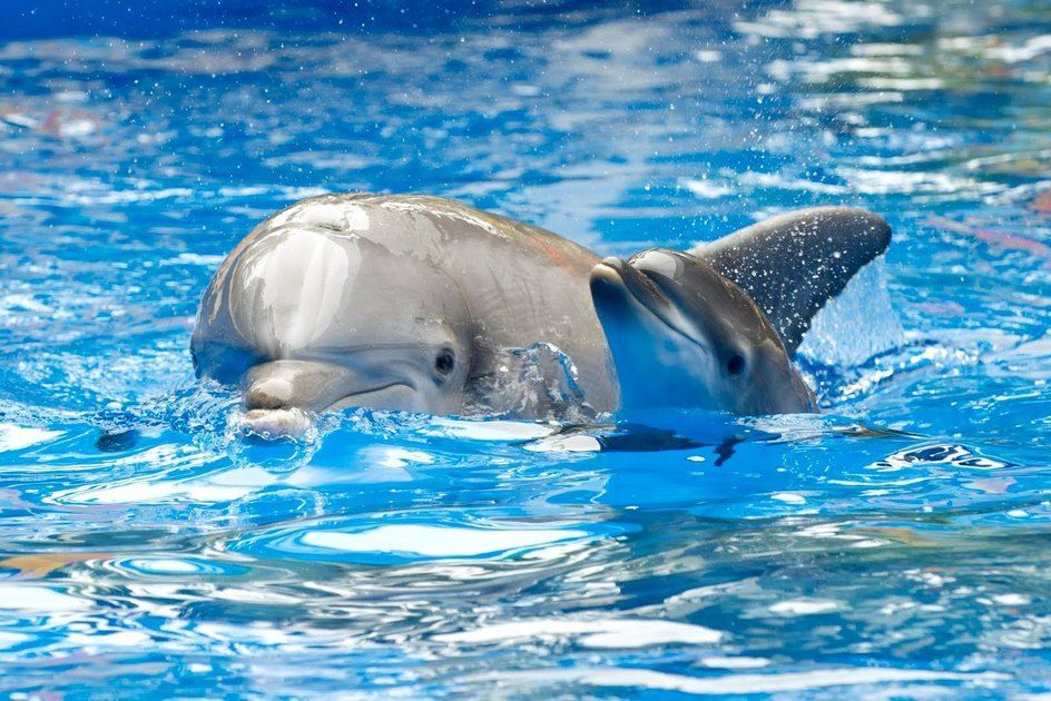 дельфины.jpg