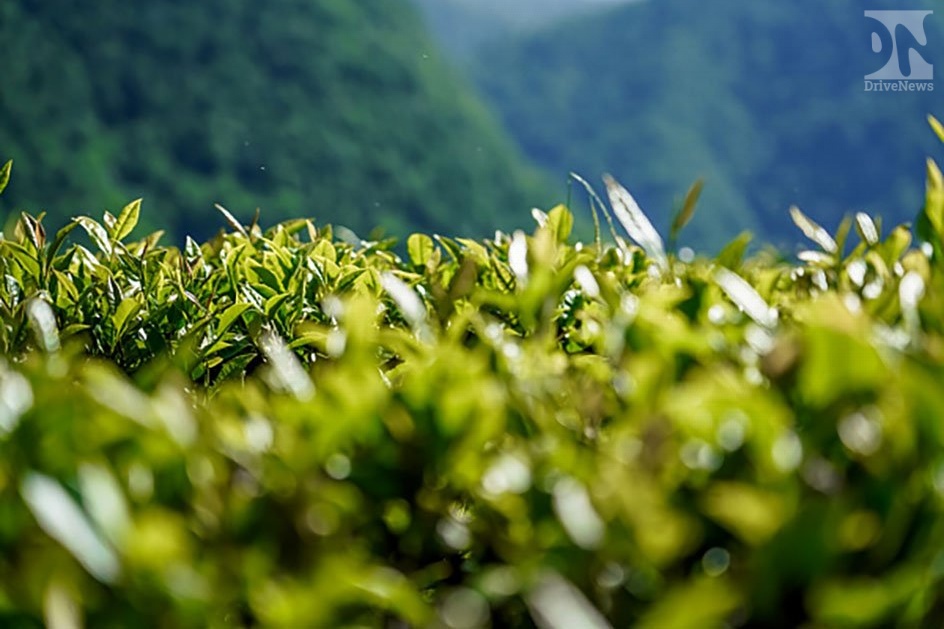 В 2020 году в Сочи собрали более 340 тонн чая