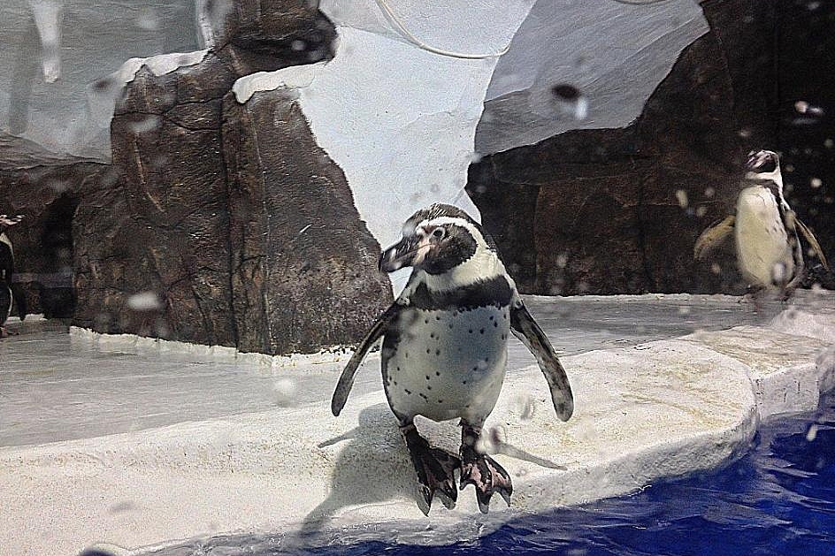 Пингвинарий парка «Ривьера»