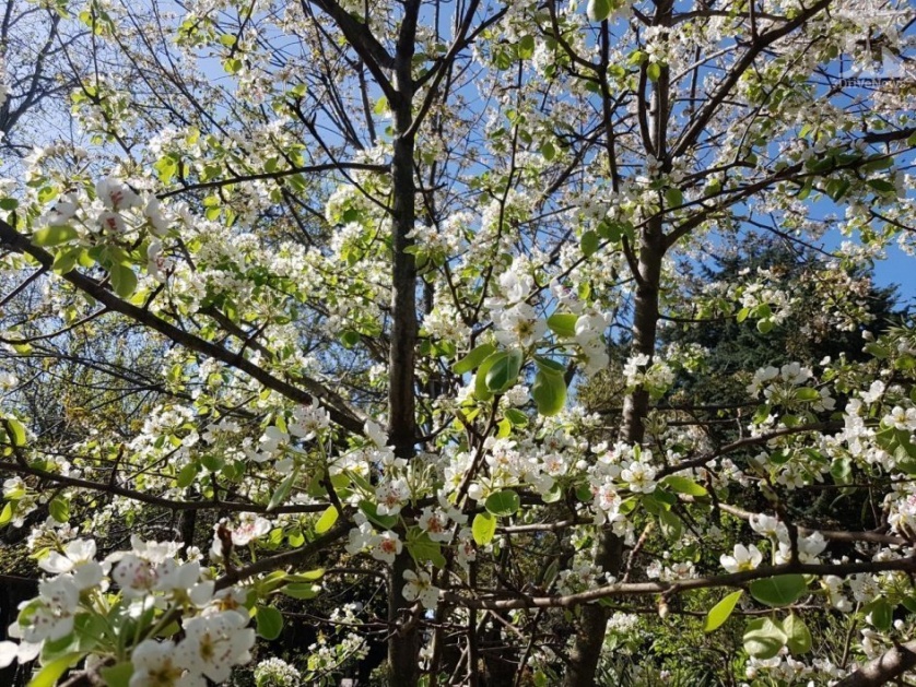 Весна в Сочи