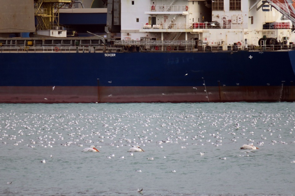 В бухте Новороссийска поселились пеликаны