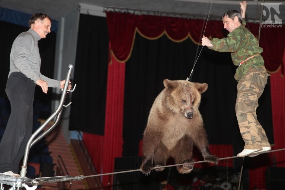 Сочинский цирк проводит акцию «До 7-ми лет – бесплатный билет»