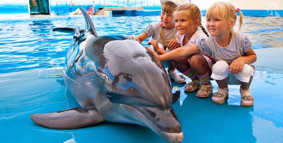 В Грозном откроют дельфинарий