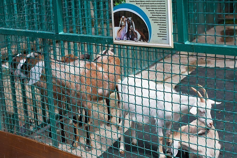 Зоопарк «Белый кенгуру»