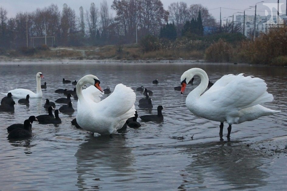 Лебеди зимуют в Севастополе