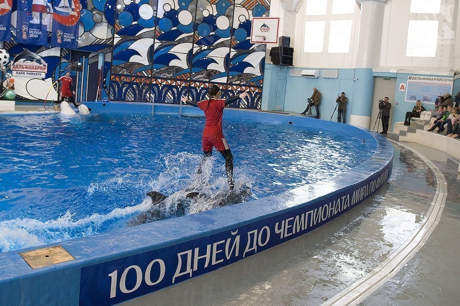 За 100 дней до ЧМ-2018 в Большом Сочинском дельфинарии прошел необычный матч