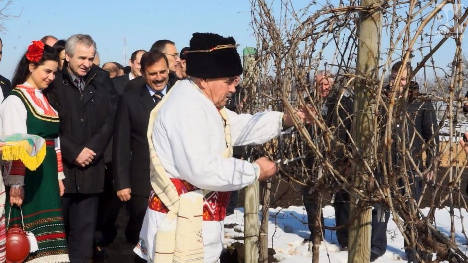 Болгары Крыма проведут обряд первой обрезки виноградников