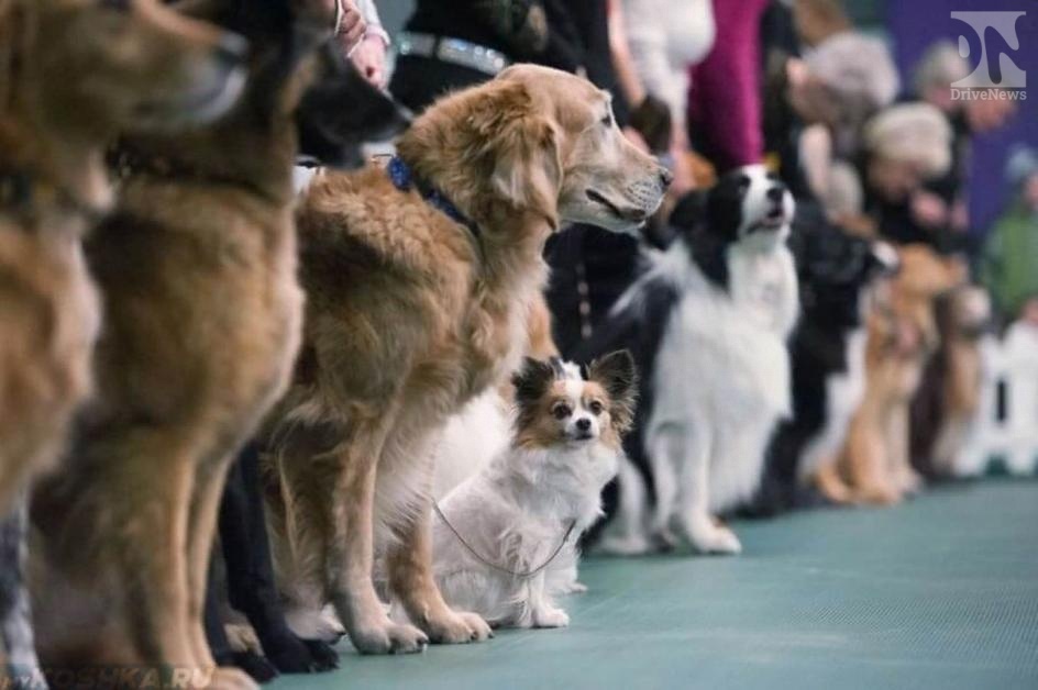 «SOCHI DOG SHOW-2018» пройдет в Сочи