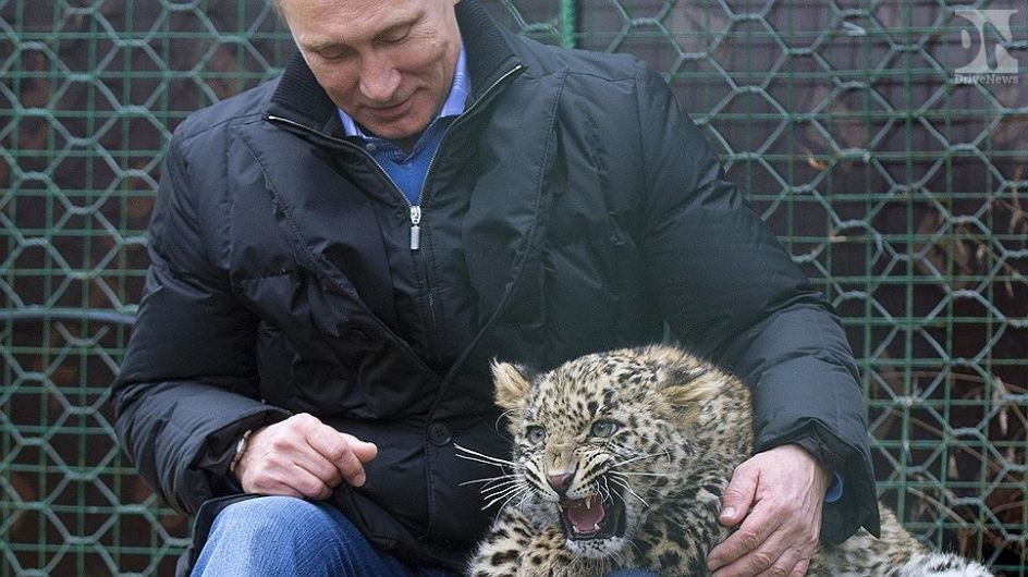 Путина поставили перед выбором между леопардами и горными лыжами