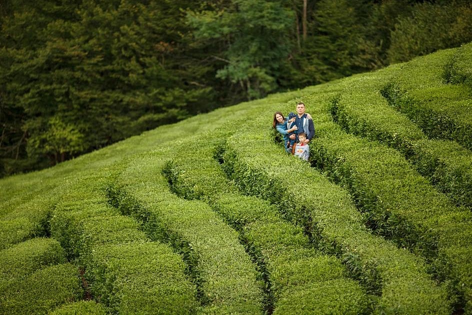 Чайные плантации в Мацестинской долине