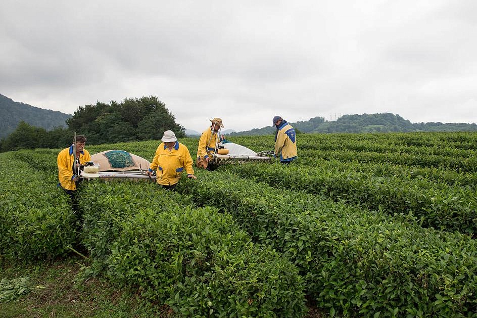 В Сочи выращивают самый вкусный северный чай в мире