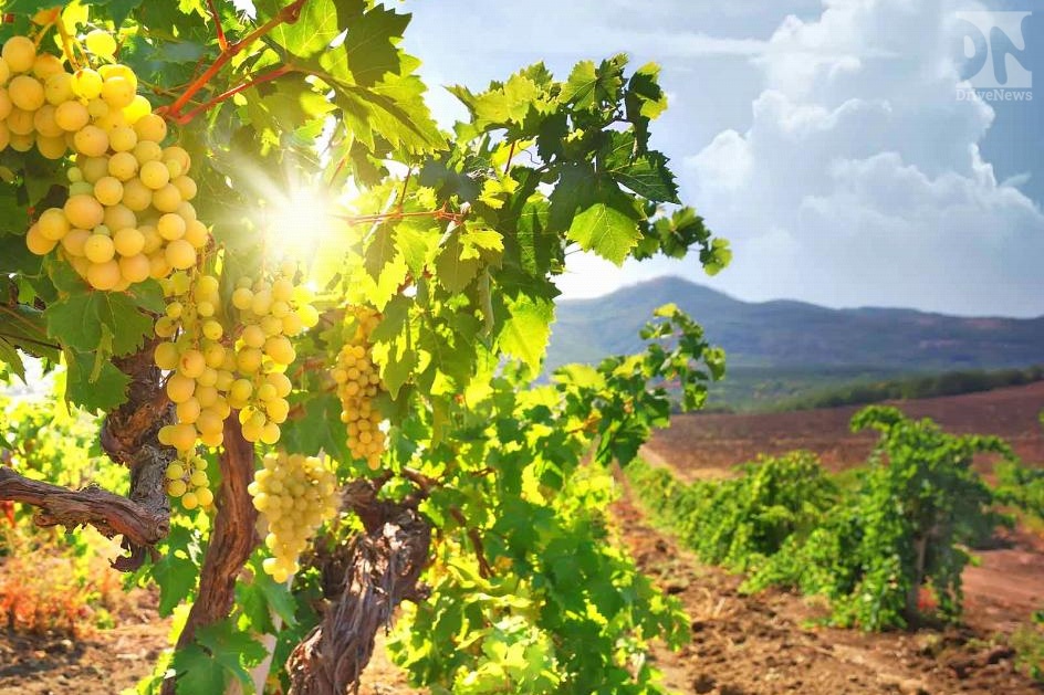 В Анапе появятся новые виноградники